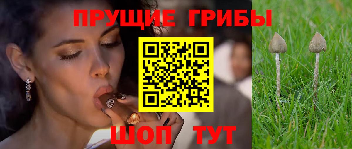 Галлюциногенные грибы Psilocybe Ахтубинск